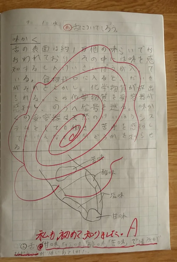 長女の自主学習ノート(小4・舌についてしらべた回)